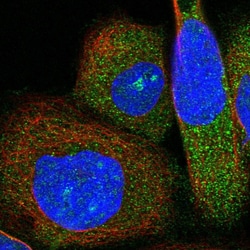 Invitrogen BPOZ Polyclonal Antibody 100 &mu;L; Unconjugated:Antibodies,