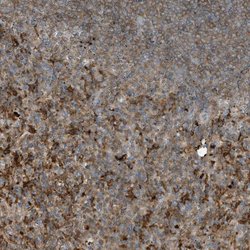 Invitrogen BPOZ Polyclonal Antibody 100 &mu;L; Unconjugated:Antibodies,