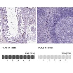 Invitrogen PLK5 Polyclonal Antibody 100 &mu;L; Unconjugated:Antibodies,