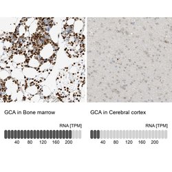 Invitrogen Grancalcin Polyclonal Antibody 100 &mu;L; Unconjugated:Antibodies,