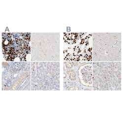 Invitrogen Grancalcin Polyclonal Antibody 100 &mu;L; Unconjugated:Antibodies,
