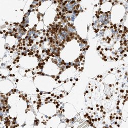 Invitrogen Grancalcin Polyclonal Antibody 100 &mu;L; Unconjugated:Antibodies,