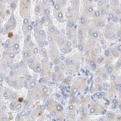 Invitrogen Grancalcin Polyclonal Antibody 100 &mu;L; Unconjugated:Antibodies,