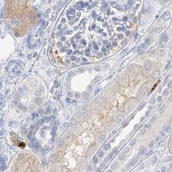 Invitrogen Grancalcin Polyclonal Antibody 100 &mu;L; Unconjugated:Antibodies,