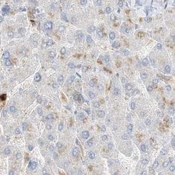 Invitrogen Grancalcin Polyclonal Antibody 100 &mu;L; Unconjugated:Antibodies,