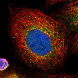 Invitrogen PLEKHM3 Polyclonal Antibody 100 &mu;L; Unconjugated:Antibodies,