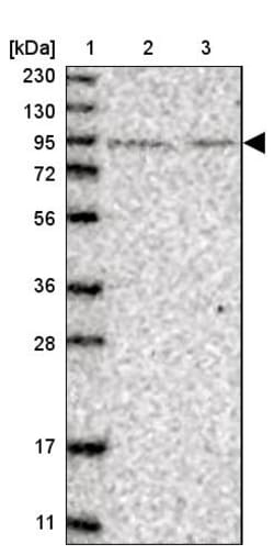 Invitrogen PLEKHM3 Polyclonal Antibody 100 &mu;L | Buy Online | Invitrogen&trade; | Fisher Scientific