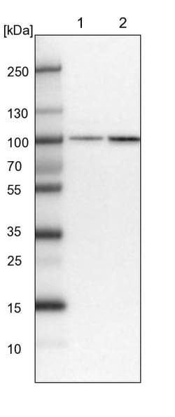 Invitrogen PLEKHM3 Polyclonal Antibody 100 &mu;L | Buy Online | Invitrogen&trade; | Fisher Scientific