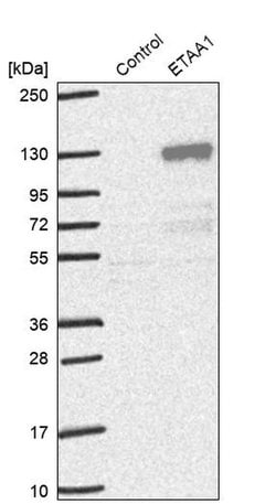 Invitrogen ETAA1 Polyclonal Antibody 100 &mu;L; Unconjugated:Antibodies,