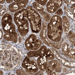 Invitrogen HS1BP3 Polyclonal Antibody 100 &mu;L; Unconjugated:Antibodies,