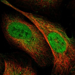 Invitrogen SCARF2 Polyclonal Antibody 100 &mu;L; Unconjugated:Antibodies,