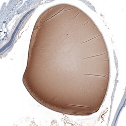 Invitrogen CRYGS Polyclonal Antibody 100 &mu;L; Unconjugated:Antibodies,
