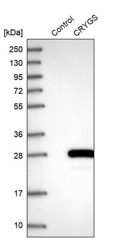 Invitrogen CRYGS Polyclonal Antibody 100 &mu;L; Unconjugated:Antibodies,