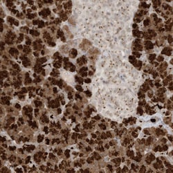 Invitrogen C21orf58 Polyclonal Antibody 100 &mu;L | Buy Online | Invitrogen&trade; | Fisher Scientific
