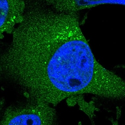 Invitrogen CHPF Polyclonal Antibody 100 &mu;L; Unconjugated:Antibodies,