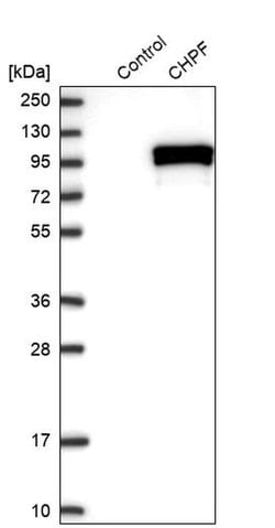 Invitrogen CHPF Polyclonal Antibody 100 &mu;L; Unconjugated:Antibodies,