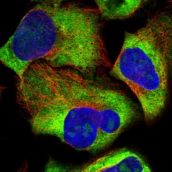 Invitrogen RPL34 Polyclonal Antibody 100 &mu;L; Unconjugated:Antibodies,
