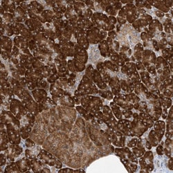 Invitrogen RPL34 Polyclonal Antibody 100 &mu;L; Unconjugated:Antibodies,