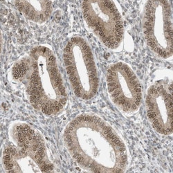 Invitrogen RABL3 Polyclonal Antibody 100 &mu;L; Unconjugated:Antibodies,