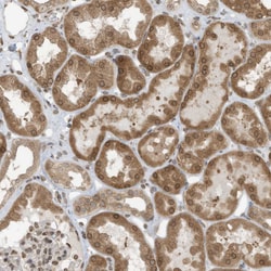 Invitrogen RABL3 Polyclonal Antibody 100 &mu;L; Unconjugated:Antibodies,