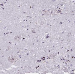 Invitrogen MOBP Polyclonal Antibody 100 &mu;L; Unconjugated:Antibodies,