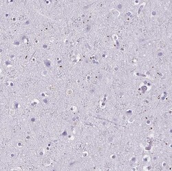 Invitrogen MOBP Polyclonal Antibody 100 &mu;L; Unconjugated:Antibodies,