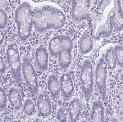 Invitrogen MOBP Polyclonal Antibody 100 &mu;L; Unconjugated:Antibodies,