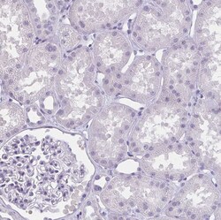 Invitrogen MOBP Polyclonal Antibody 100 &mu;L; Unconjugated:Antibodies,