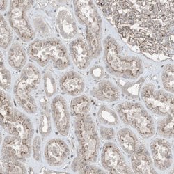 Invitrogen ZFAND2B Polyclonal Antibody 100 &mu;L; Unconjugated:Antibodies,