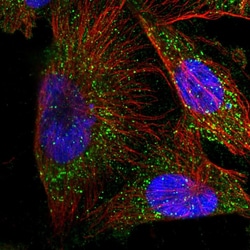 Invitrogen METTL6 Polyclonal Antibody 100 &mu;L; Unconjugated:Antibodies,