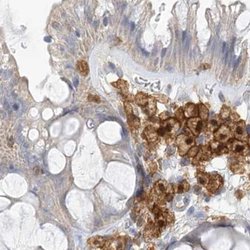 Invitrogen NAGK Polyclonal Antibody 100 &mu;L; Unconjugated:Antibodies,