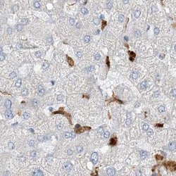 Invitrogen NAGK Polyclonal Antibody 100 &mu;L; Unconjugated:Antibodies,