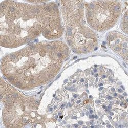 Invitrogen NAGK Polyclonal Antibody 100 &mu;L; Unconjugated:Antibodies,