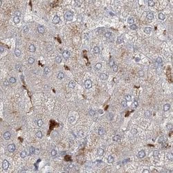 Invitrogen NAGK Polyclonal Antibody 100 &mu;L; Unconjugated:Antibodies,