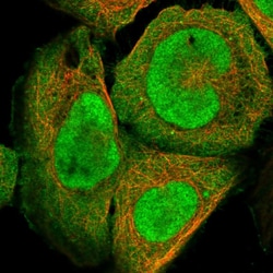 Invitrogen DNAJC9 Polyclonal Antibody 100 &mu;L; Unconjugated:Antibodies,