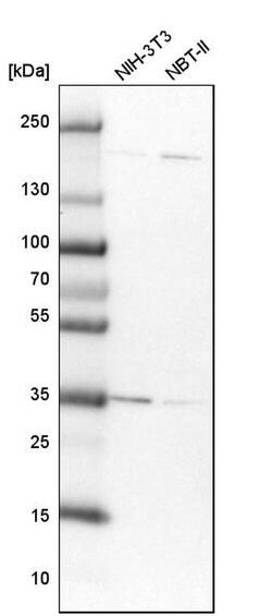 Invitrogen DNAJC9 Polyclonal Antibody 100 &mu;L; Unconjugated:Antibodies,