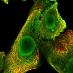 Invitrogen DNAJC9 Polyclonal Antibody 100 &mu;L; Unconjugated:Antibodies,