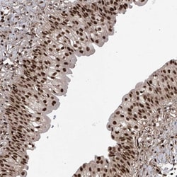 Invitrogen DNAJC9 Polyclonal Antibody 100 &mu;L; Unconjugated:Antibodies,