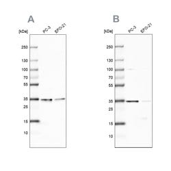 Invitrogen DNAJC9 Polyclonal Antibody 100 &mu;L; Unconjugated:Antibodies,