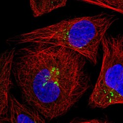 Invitrogen GRASP55 Polyclonal Antibody 100 &mu;L; Unconjugated:Antibodies,