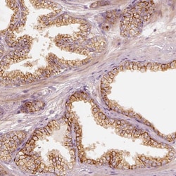 Invitrogen GRASP55 Polyclonal Antibody 100 &mu;L; Unconjugated:Antibodies,