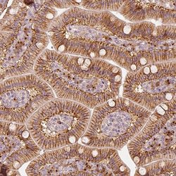 Invitrogen GRASP55 Polyclonal Antibody 100 &mu;L; Unconjugated:Antibodies,
