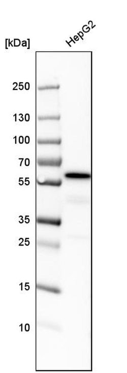 Invitrogen GRASP55 Polyclonal Antibody 100 &mu;L; Unconjugated:Antibodies,