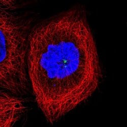 Invitrogen CCDC14 Polyclonal Antibody 100 &mu;L; Unconjugated:Antibodies,