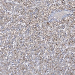 Invitrogen CCDC14 Polyclonal Antibody 100 &mu;L; Unconjugated:Antibodies,