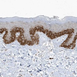 Invitrogen PARD3B Polyclonal Antibody 100 &mu;L; Unconjugated:Antibodies,