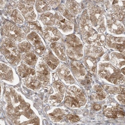 Invitrogen MAGIX Polyclonal Antibody 100 &mu;L | Buy Online | Invitrogen&trade; | Fisher Scientific