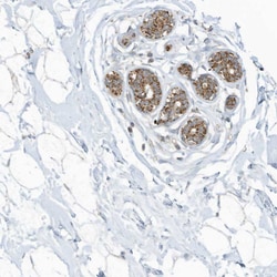 Invitrogen SCGB1D2 Polyclonal Antibody 100 &mu;L; Unconjugated:Antibodies,
