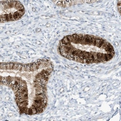 Invitrogen SCGB1D2 Polyclonal Antibody 100 &mu;L; Unconjugated:Antibodies,