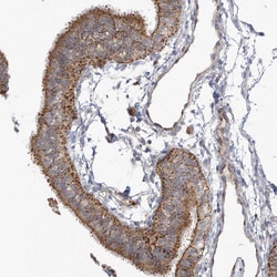 Invitrogen SCGB1D2 Polyclonal Antibody 100 &mu;L; Unconjugated:Antibodies,